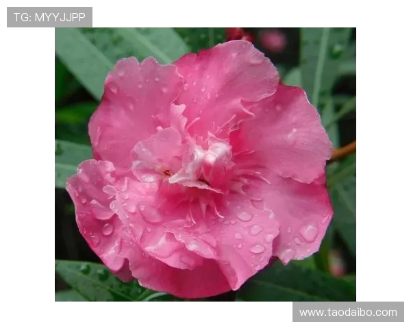 开运登录助你开启好运新篇章，提升生活品质的必备指南